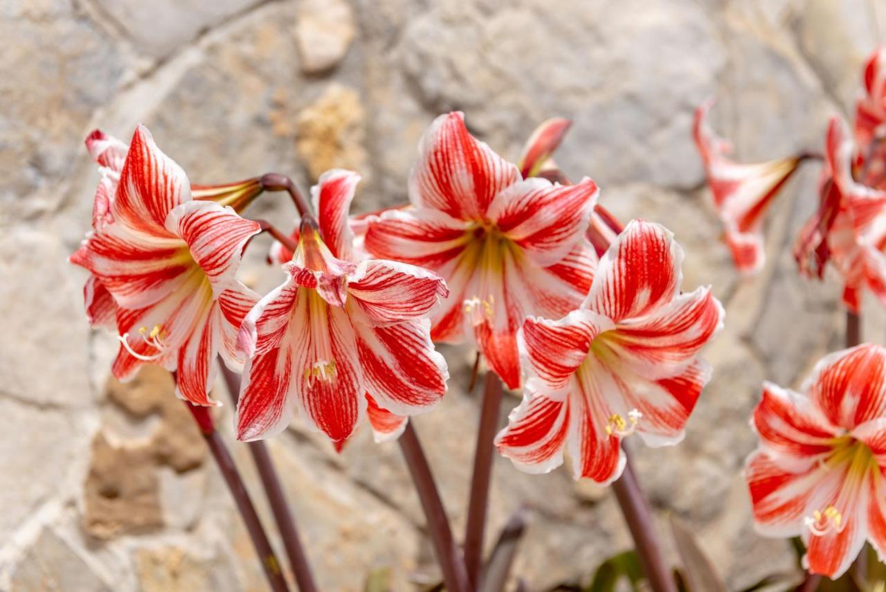 فيلا S'Hort ارتا المظهر الخارجي الصورة